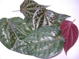 Daun Sirih Merah Untuk Kesehatan Dan Beberapa Cara Mengolahnya