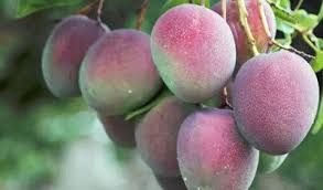 Manfaat Mangga Apel Untuk Kesehatan Tubuh